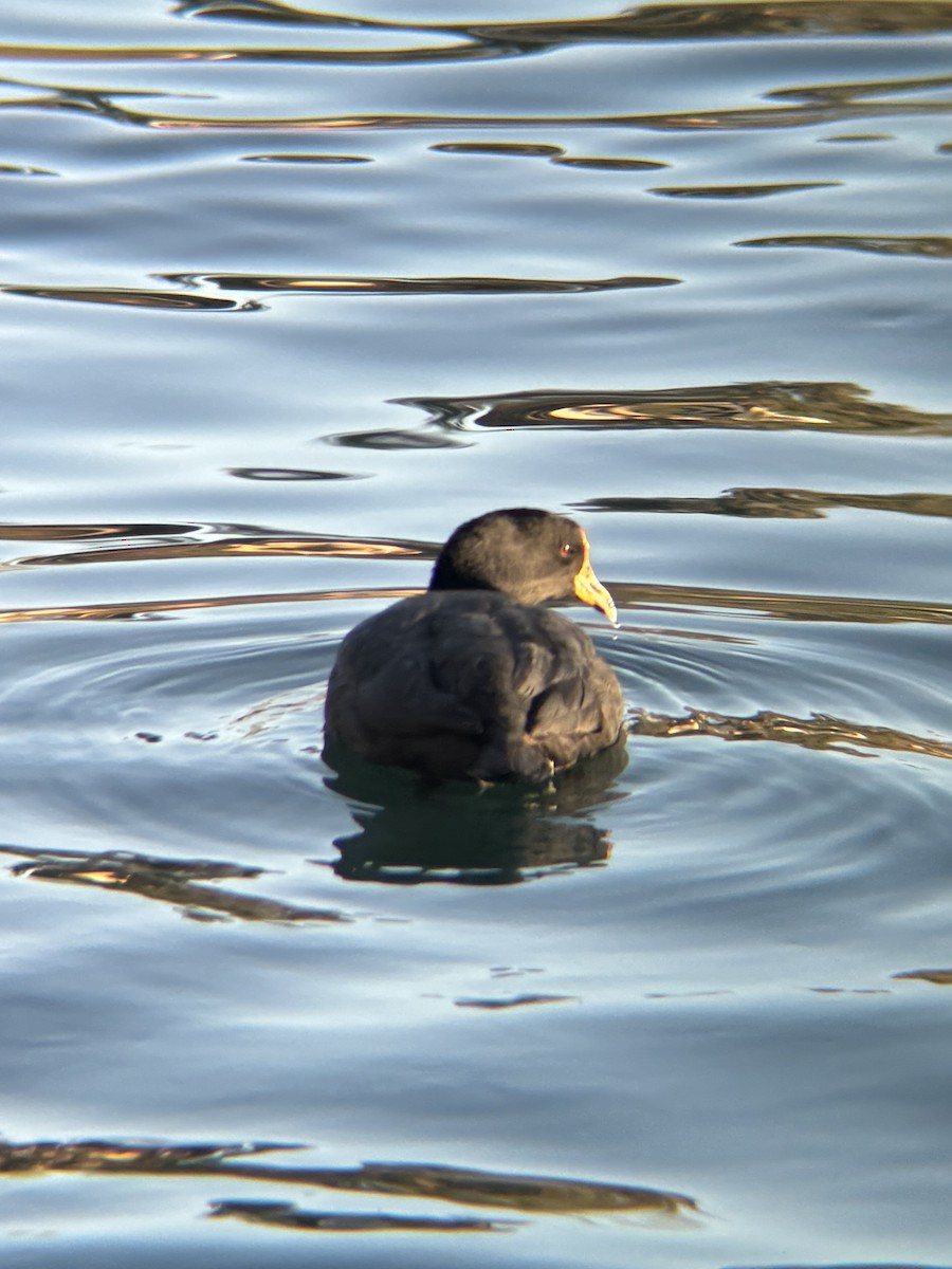 Лиска американська - ML647653268