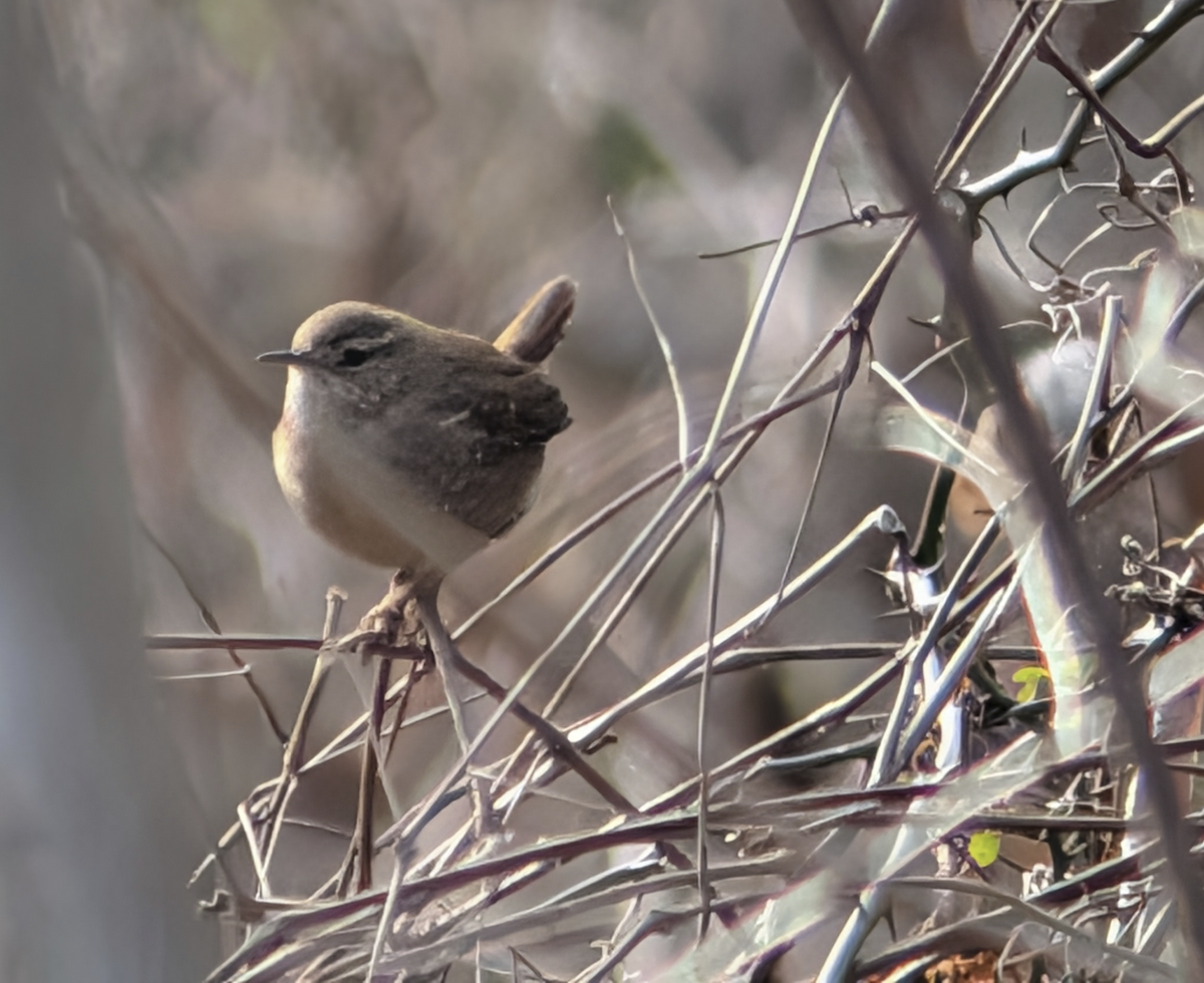 Волоочко канадське - ML647653269