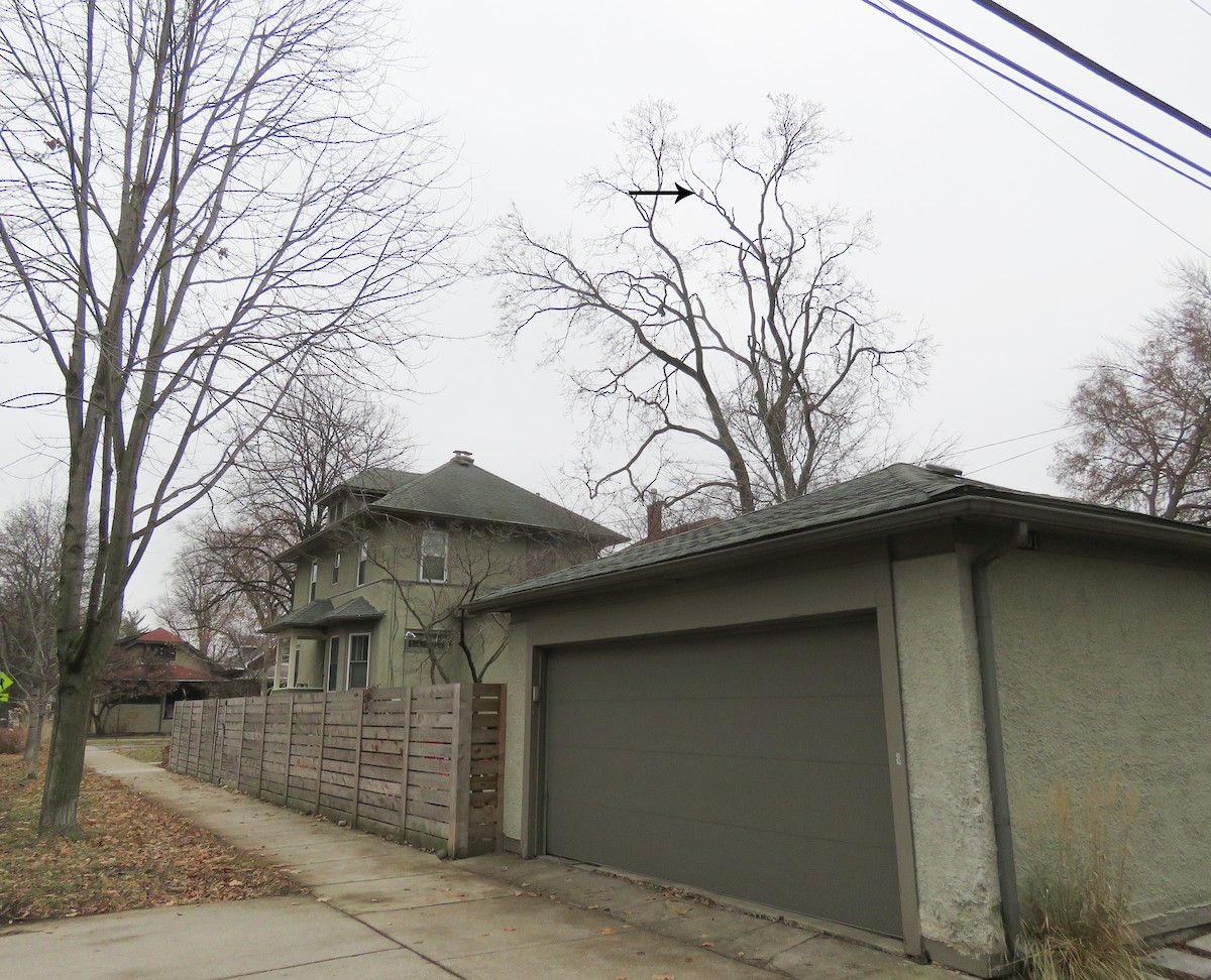 Яструб чорноголовий - ML647653271