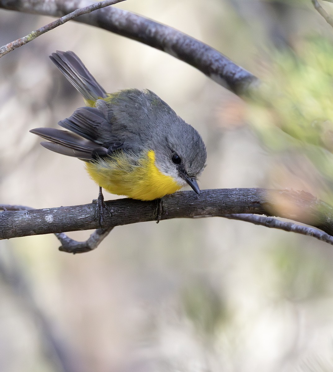 lejsčík žlutý - ML647653344