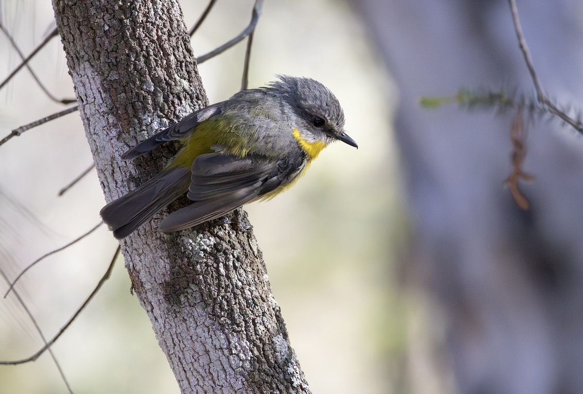 Miro à poitrine jaune - ML647653345