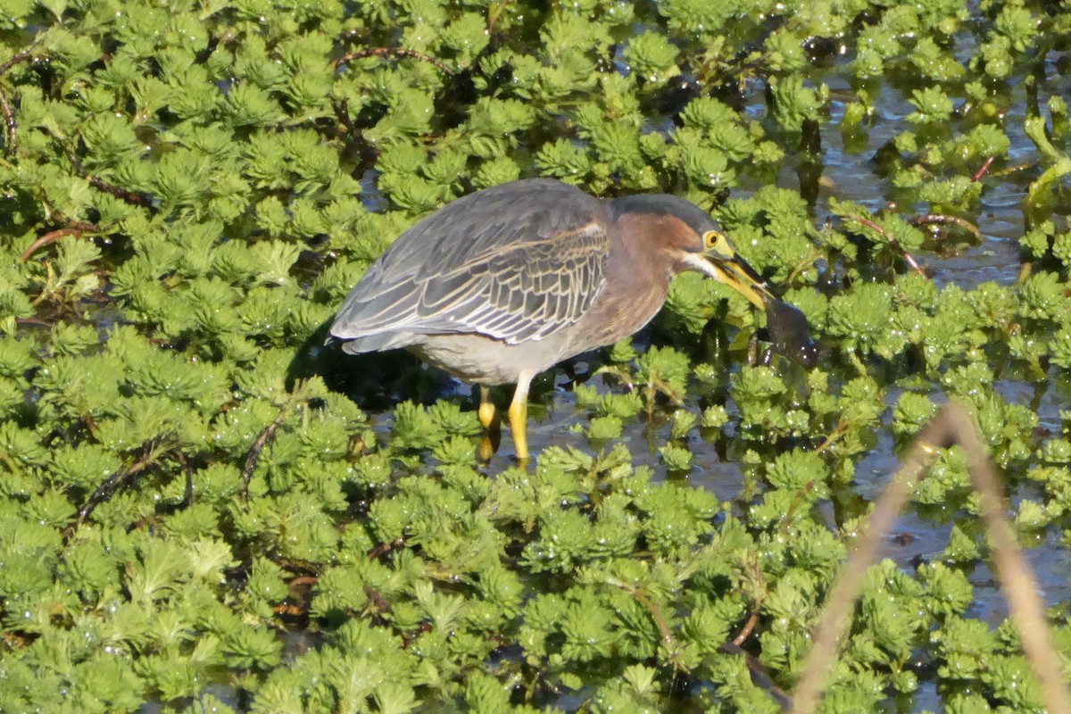 Héron vert - ML647653347