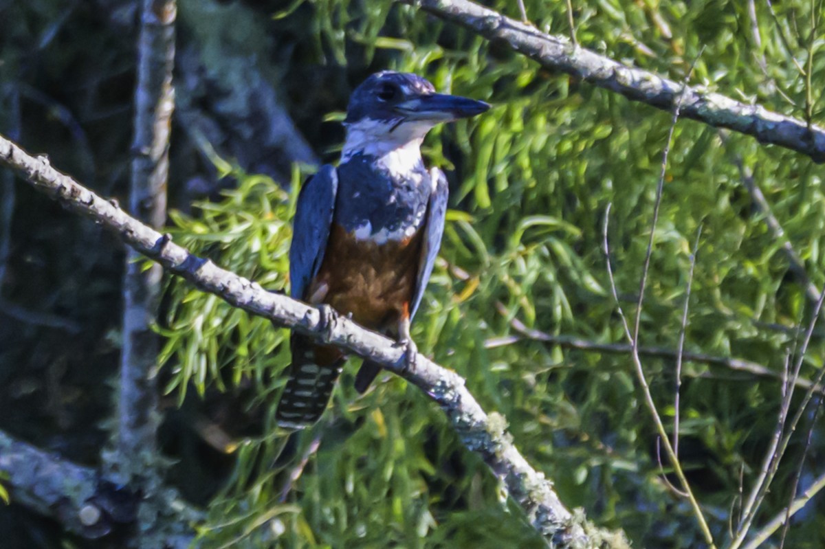 Martin-pêcheur à ventre roux - ML647653349