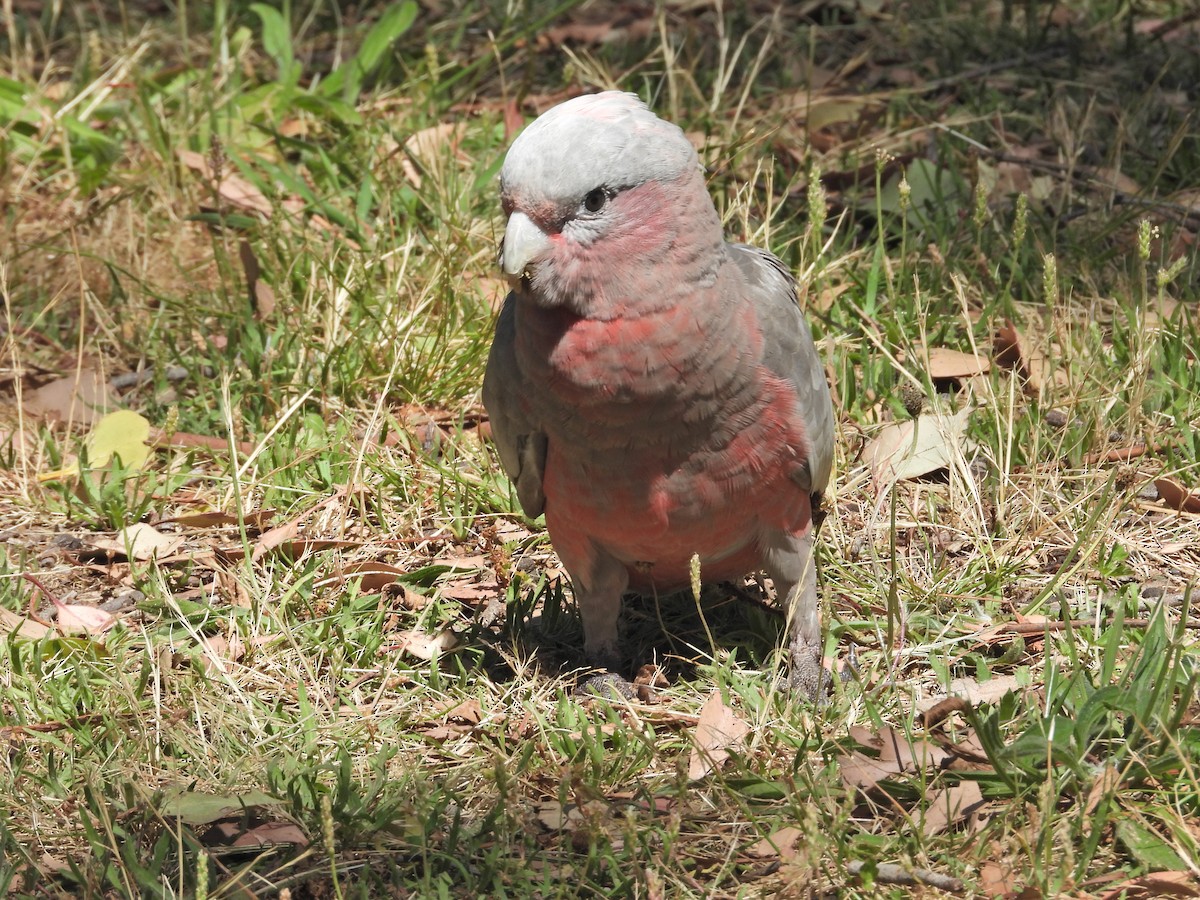 Cacatoès rosalbin - ML647653350