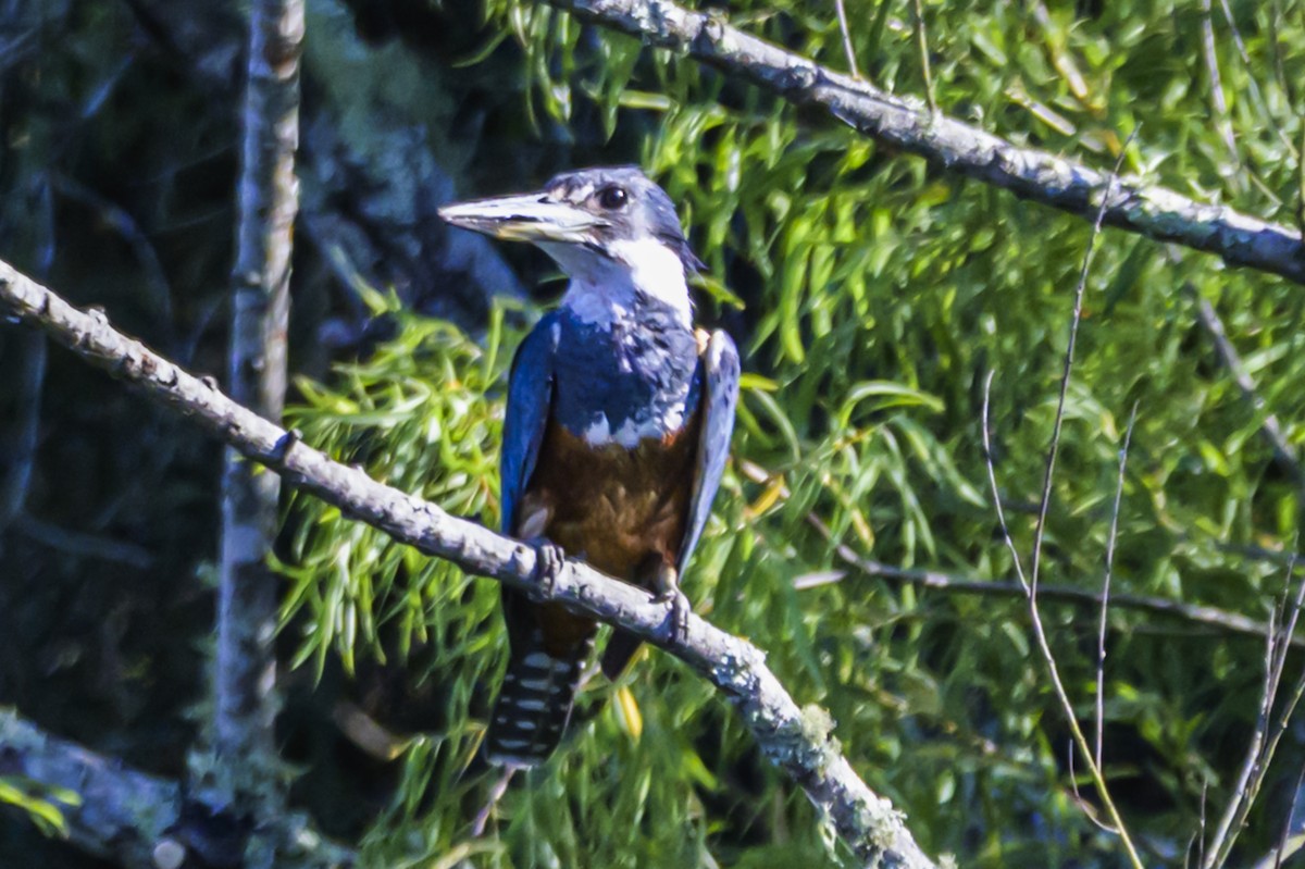 Martin-pêcheur à ventre roux - ML647653351