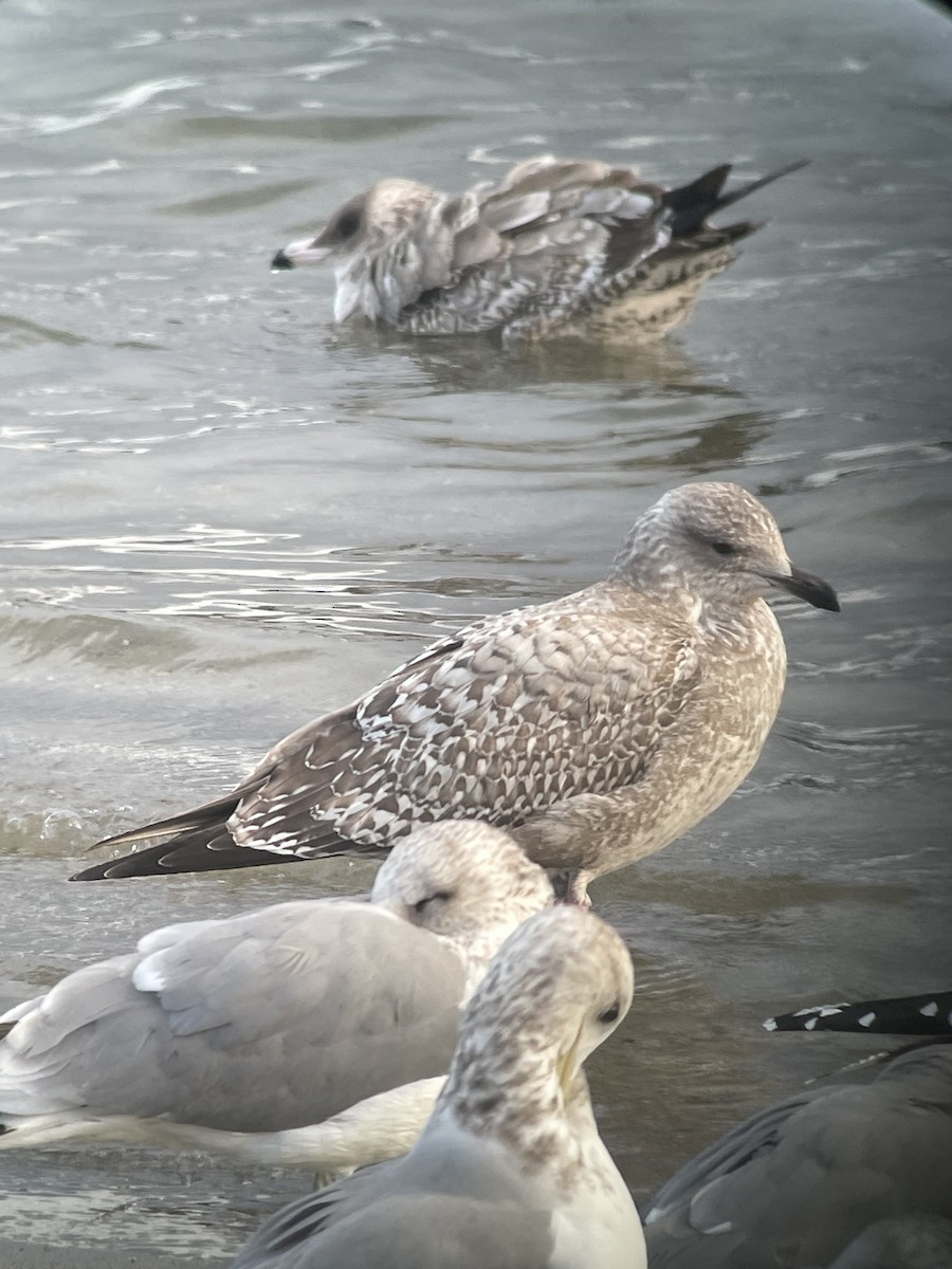 Goéland arctique (thayeri) - ML647653353