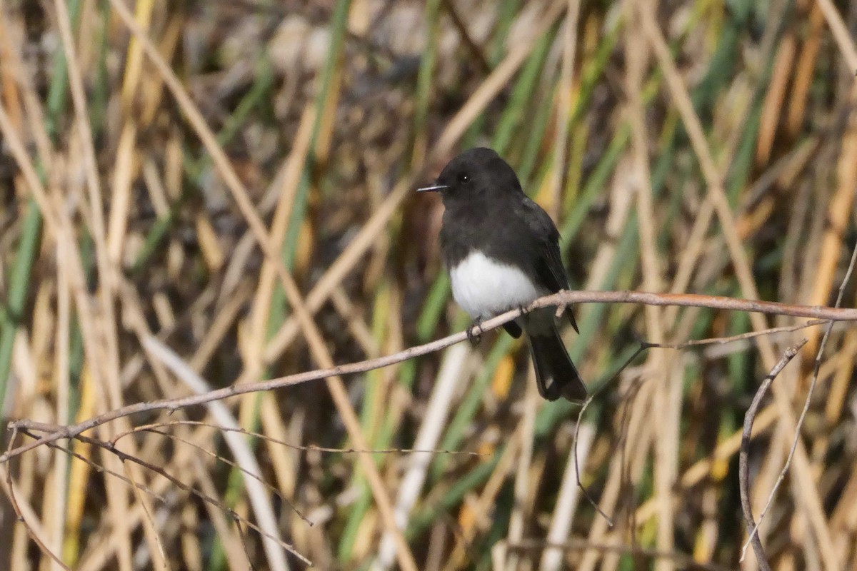 Moucherolle noir - ML647653355