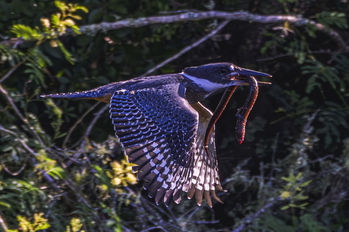 Martin-pêcheur à ventre roux - ML647653356