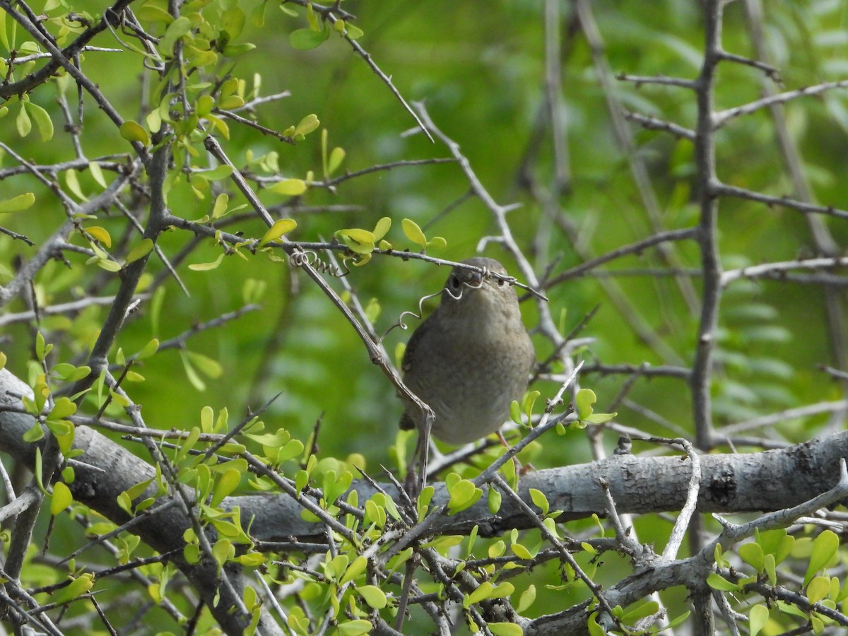 Troglodyte familier - ML647653357