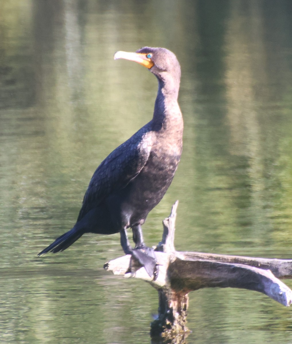 Cormoran à aigrettes - ML647653358