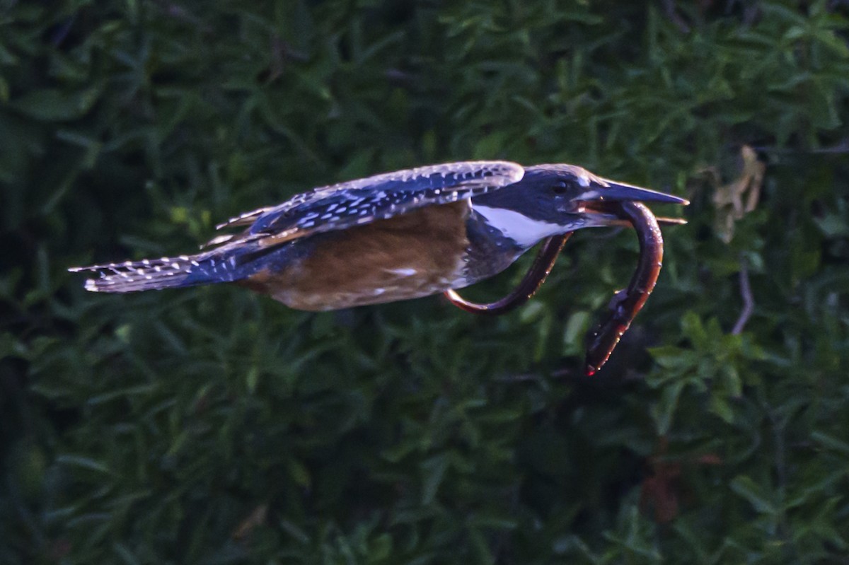 Martin-pêcheur à ventre roux - ML647653359