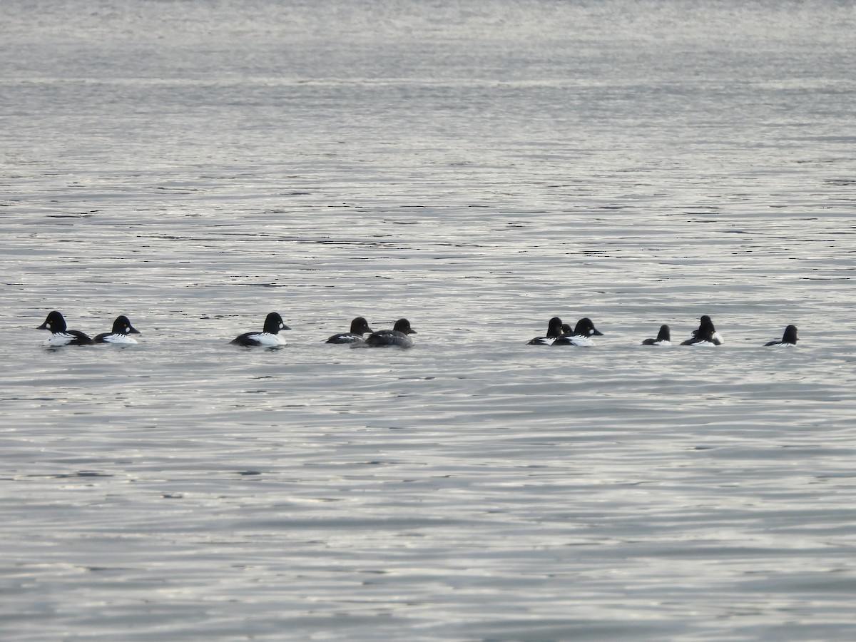 Garrot à oeil d'or - ML647653360