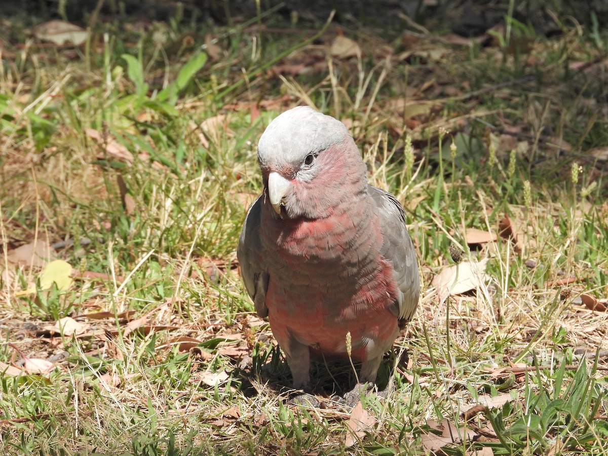 Cacatoès rosalbin - ML647653362