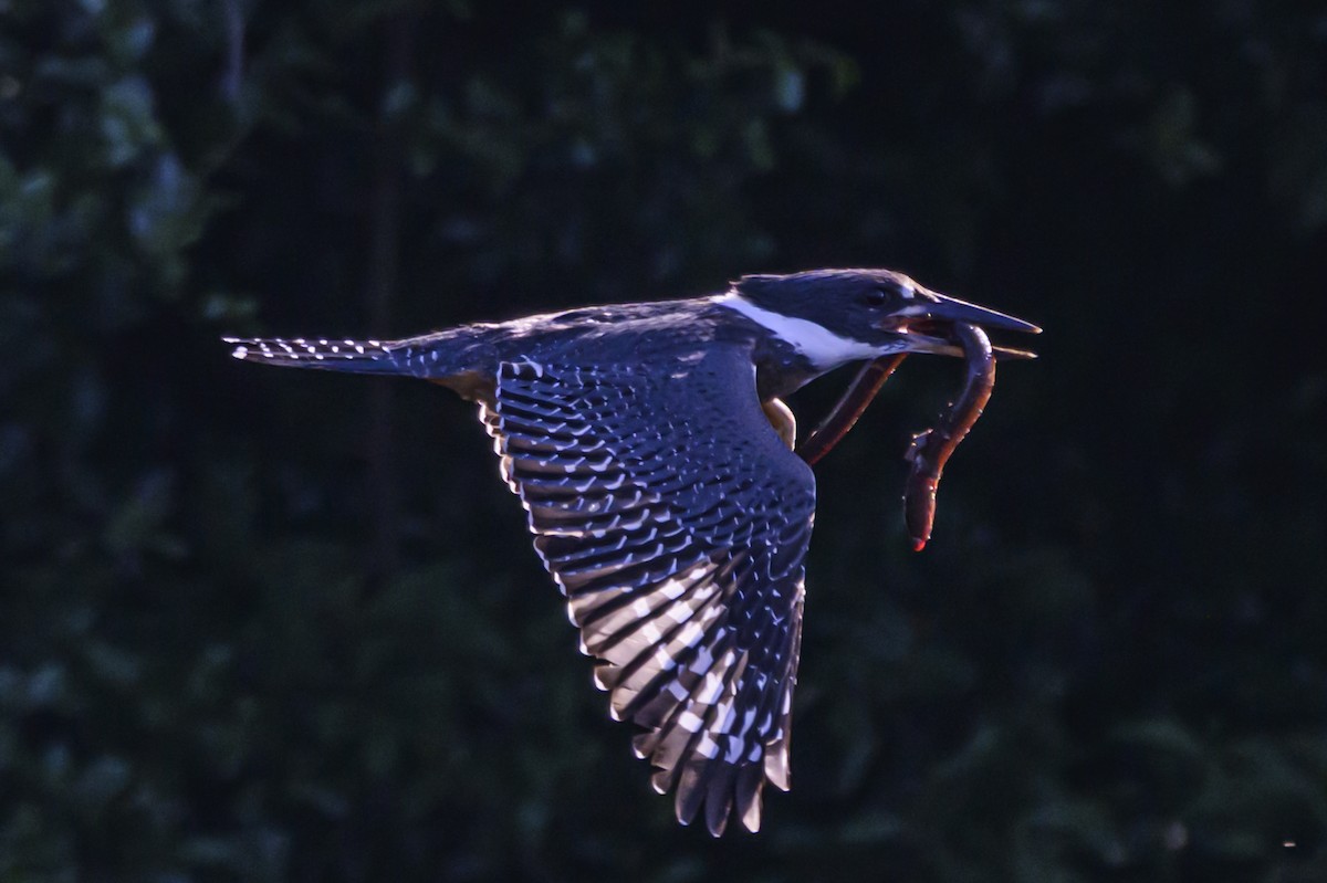 Martin-pêcheur à ventre roux - ML647653363