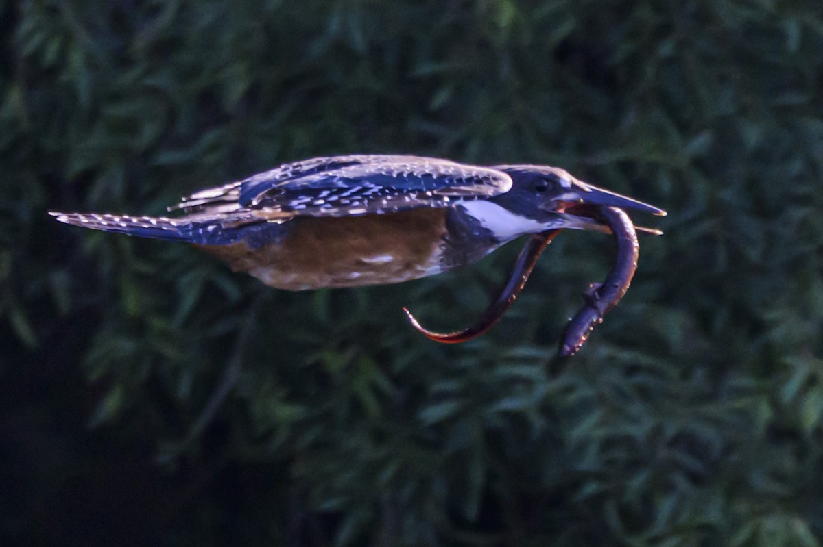 Martin-pêcheur à ventre roux - ML647653364
