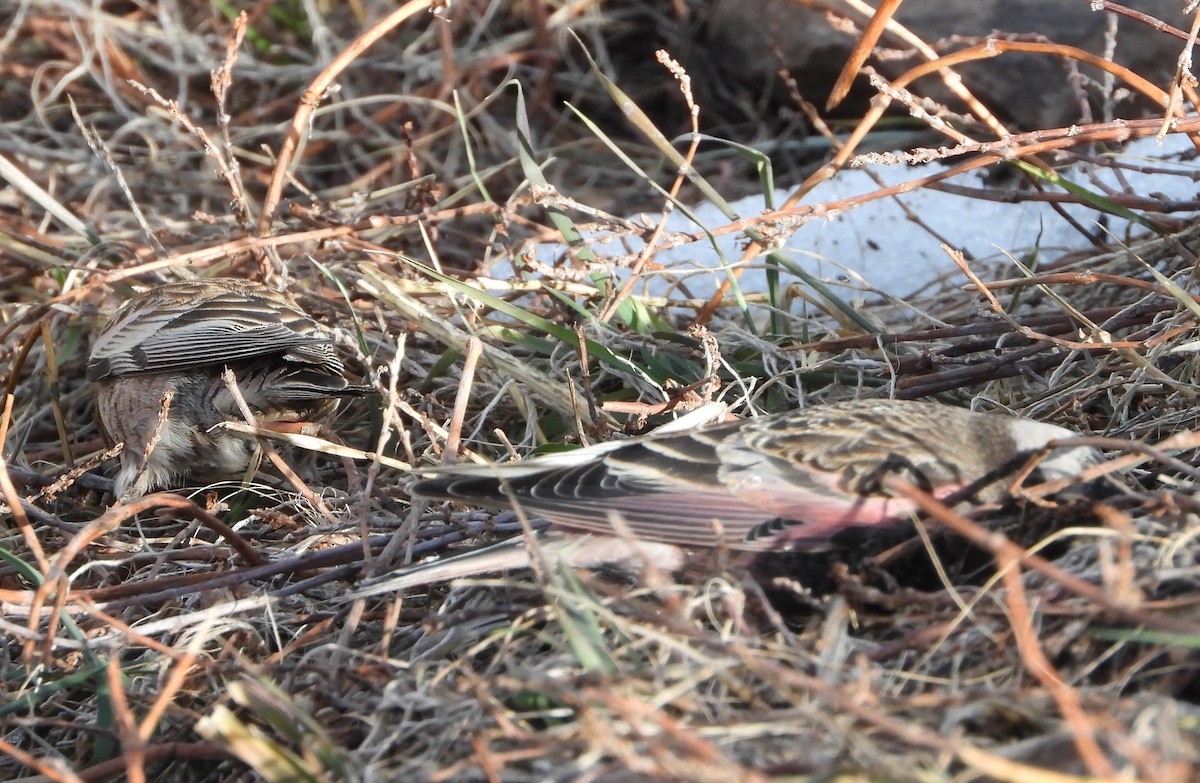 Black Rosy-Finch - ML647653366