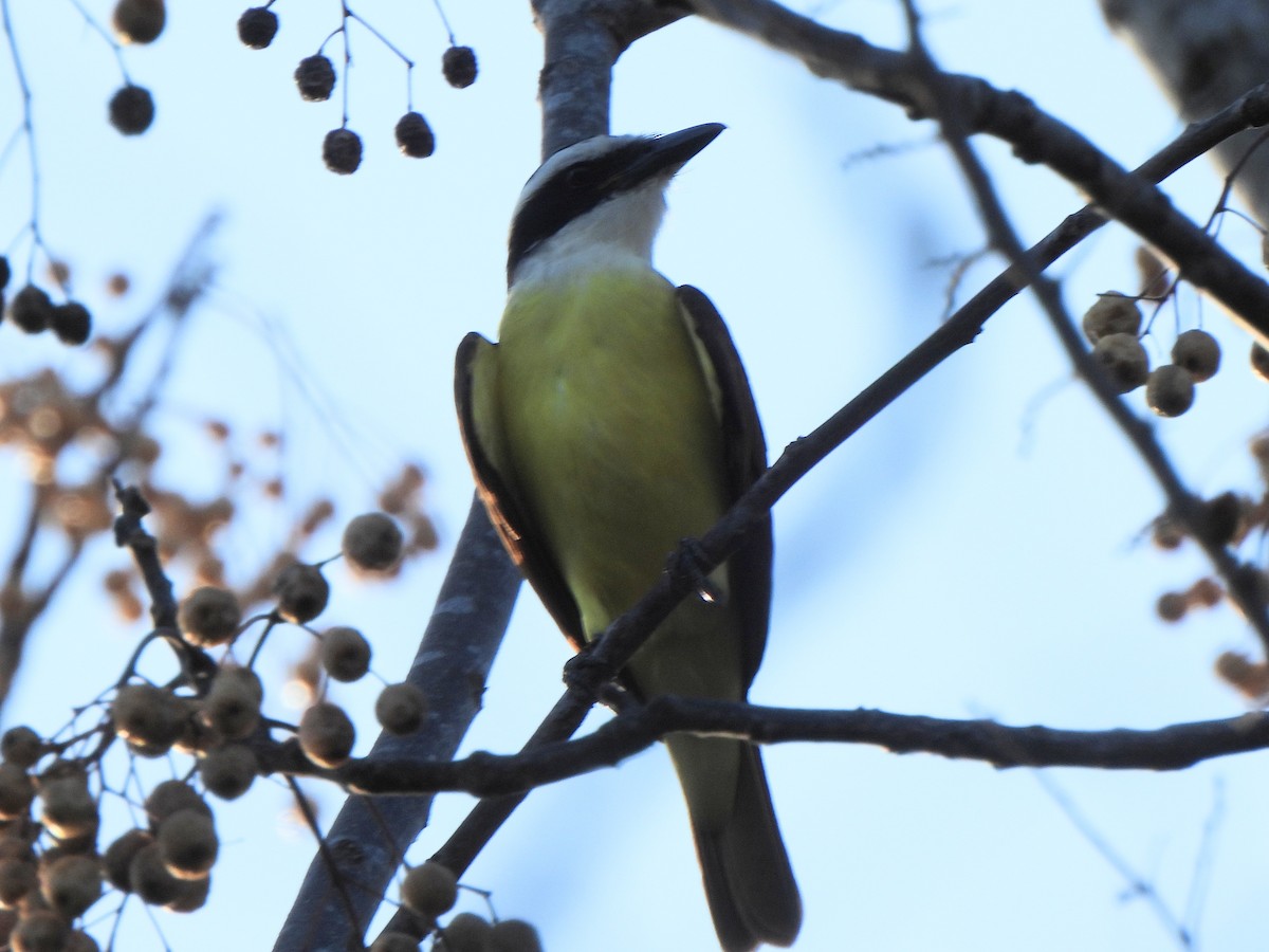 Tyran quiquivi - ML647653367