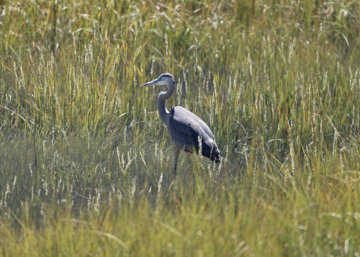 Grand Héron - ML647653370