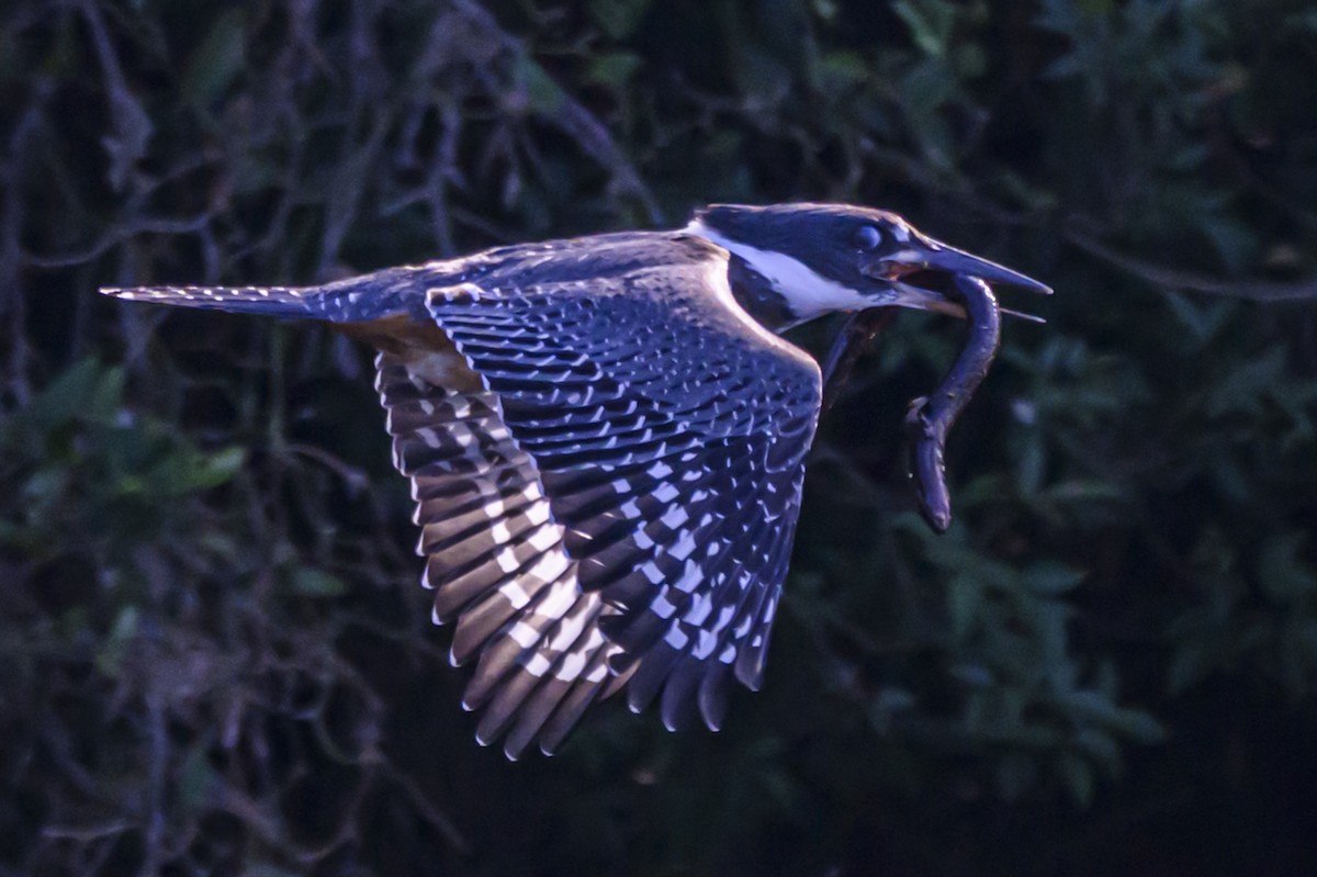 Martin-pêcheur à ventre roux - ML647653371