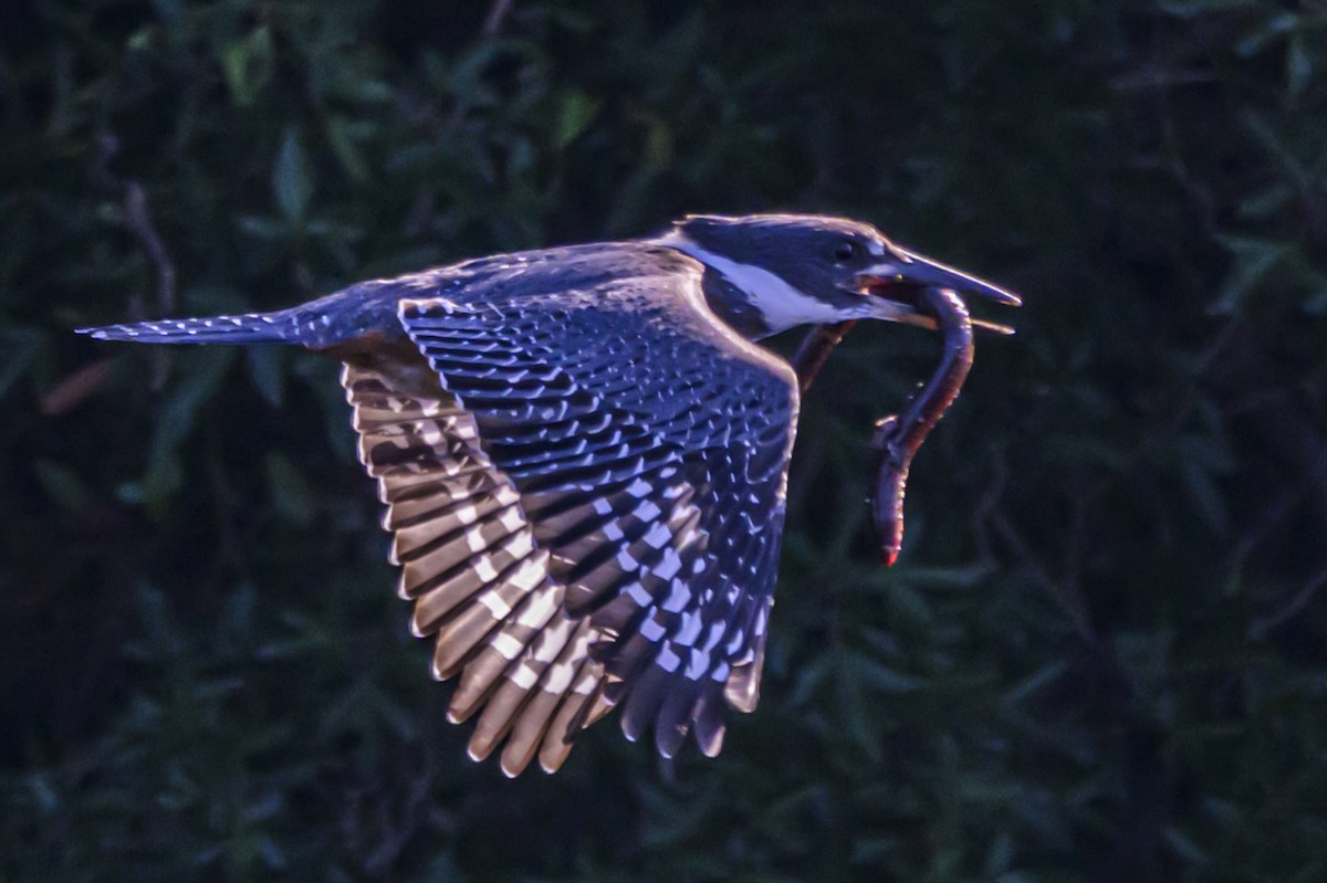 Martin-pêcheur à ventre roux - ML647653372