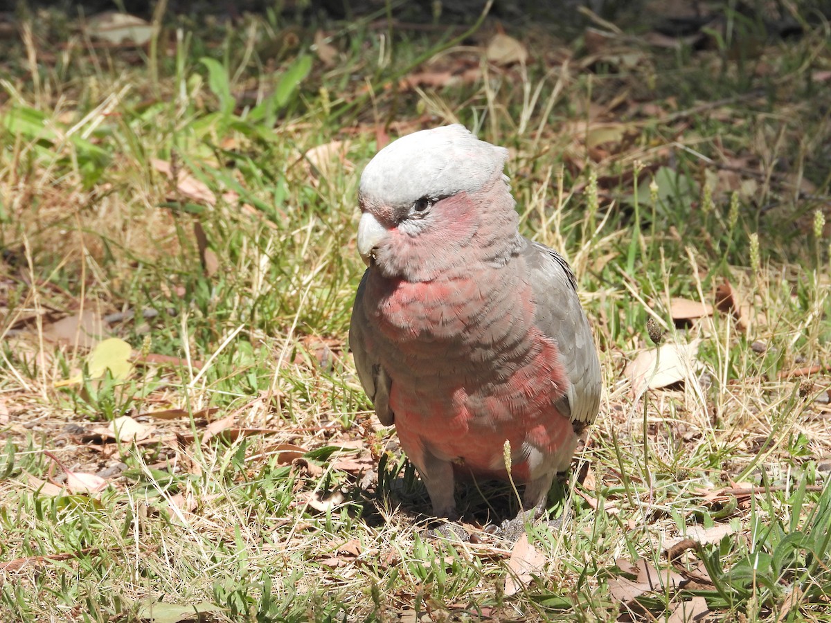 Cacatoès rosalbin - ML647653373