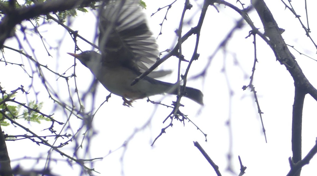 Merle de Reeve - ML647653377