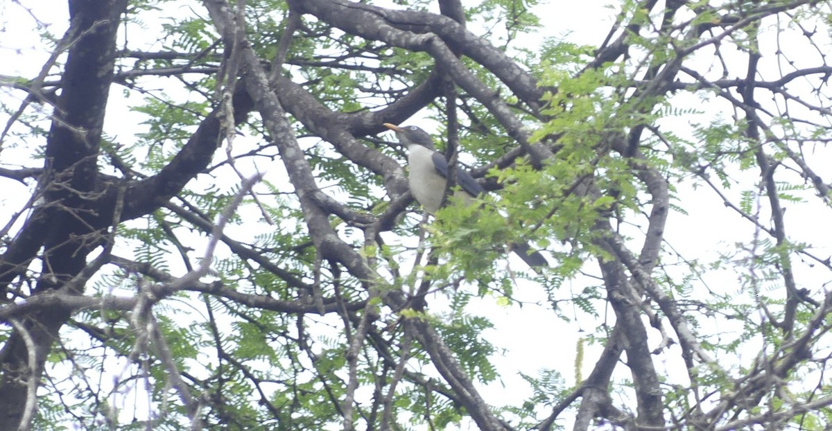 Merle de Reeve - ML647653378