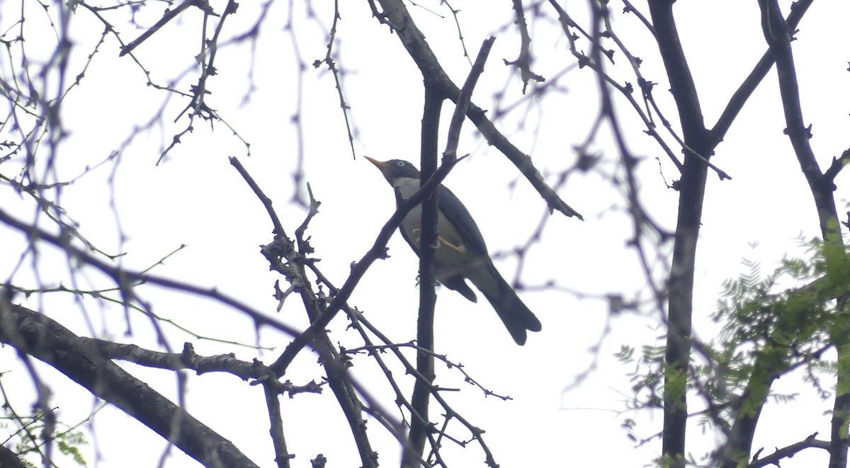 Merle de Reeve - ML647653379