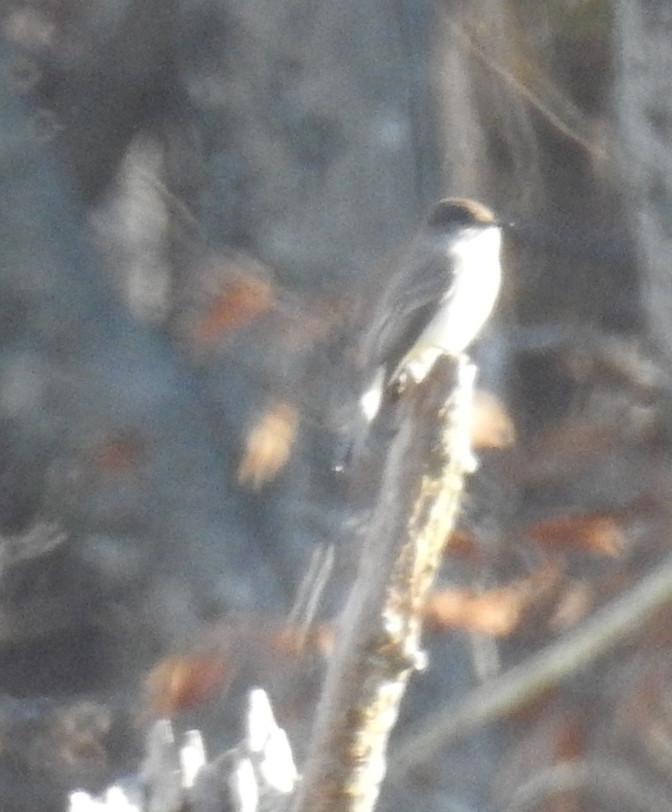 Sittelle à tête brune - ML647653380