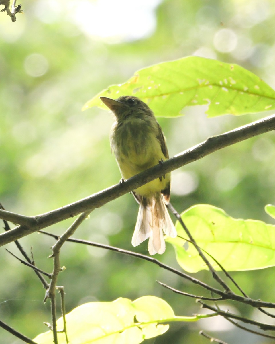 Tyranneau du Napo - ML647653382