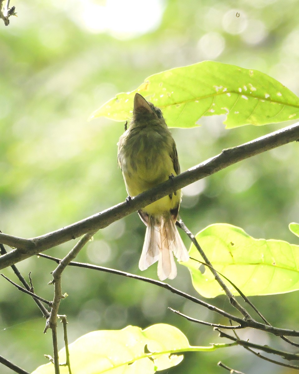 Tyranneau du Napo - ML647653383
