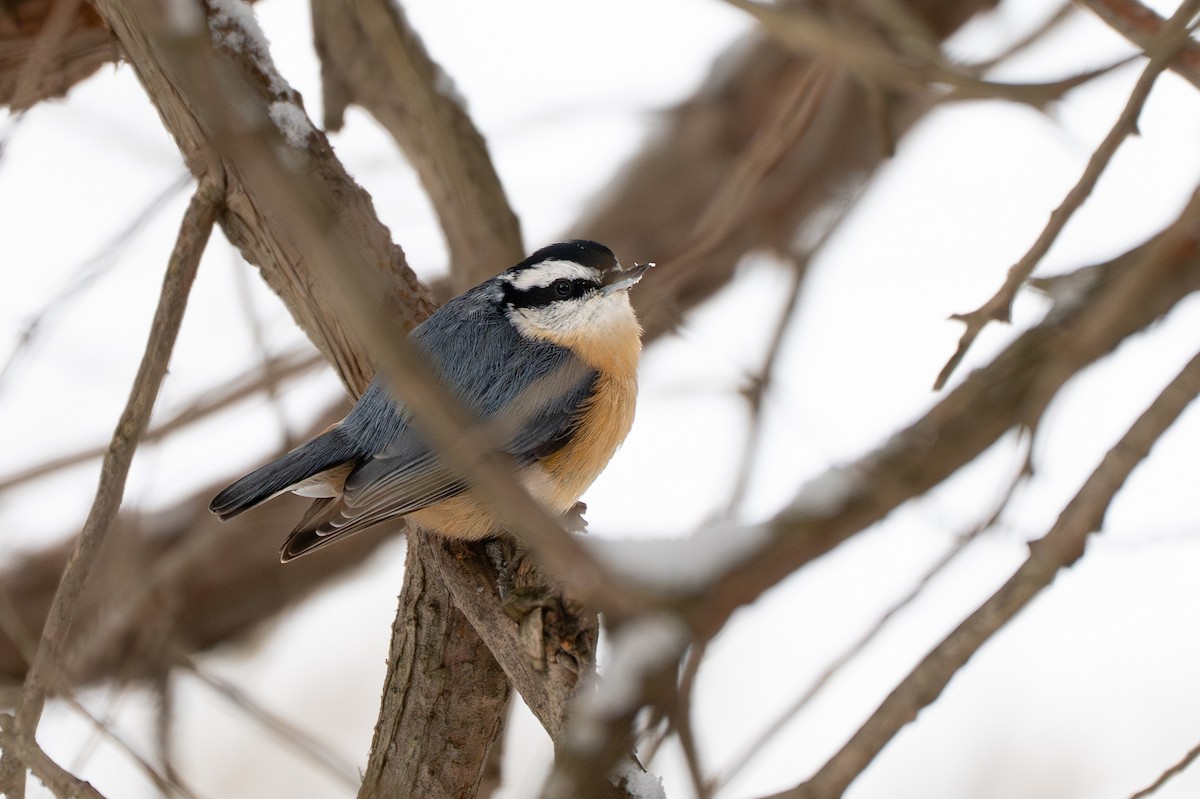 Sittelle à poitrine rousse - ML647653384