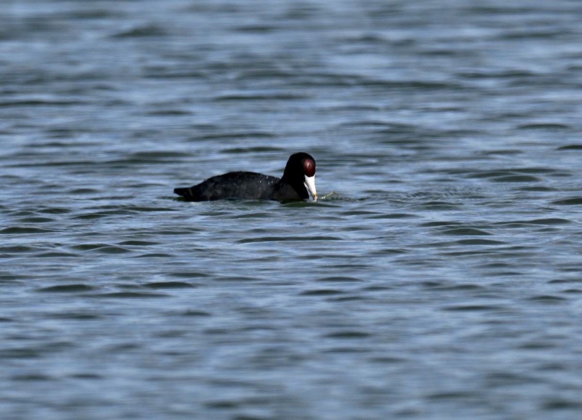 Foulque des Hawaï - ML647653386