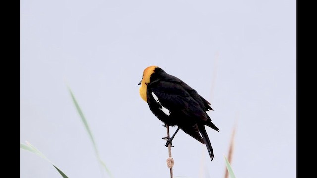 Желтоголовый трупиал - ML647653411