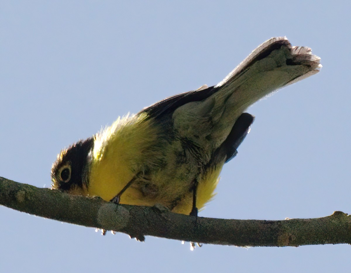 Spectacled Redstart - ML647653441