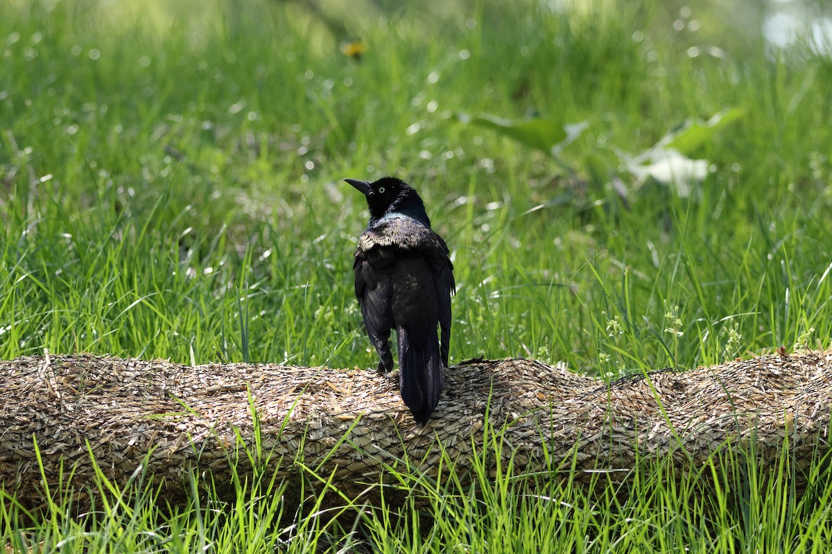 Purpurgrackel - ML647653451