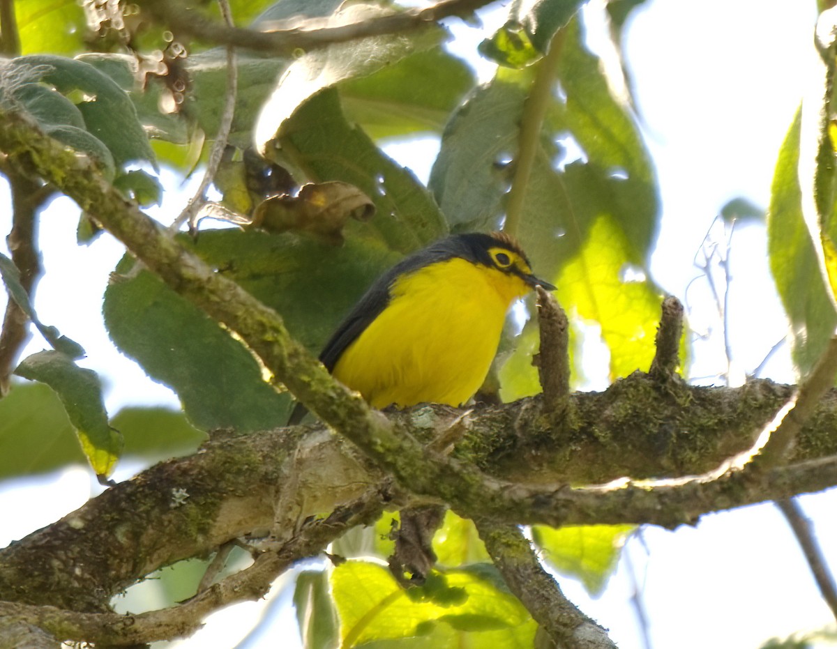 Spectacled Redstart - ML647653457