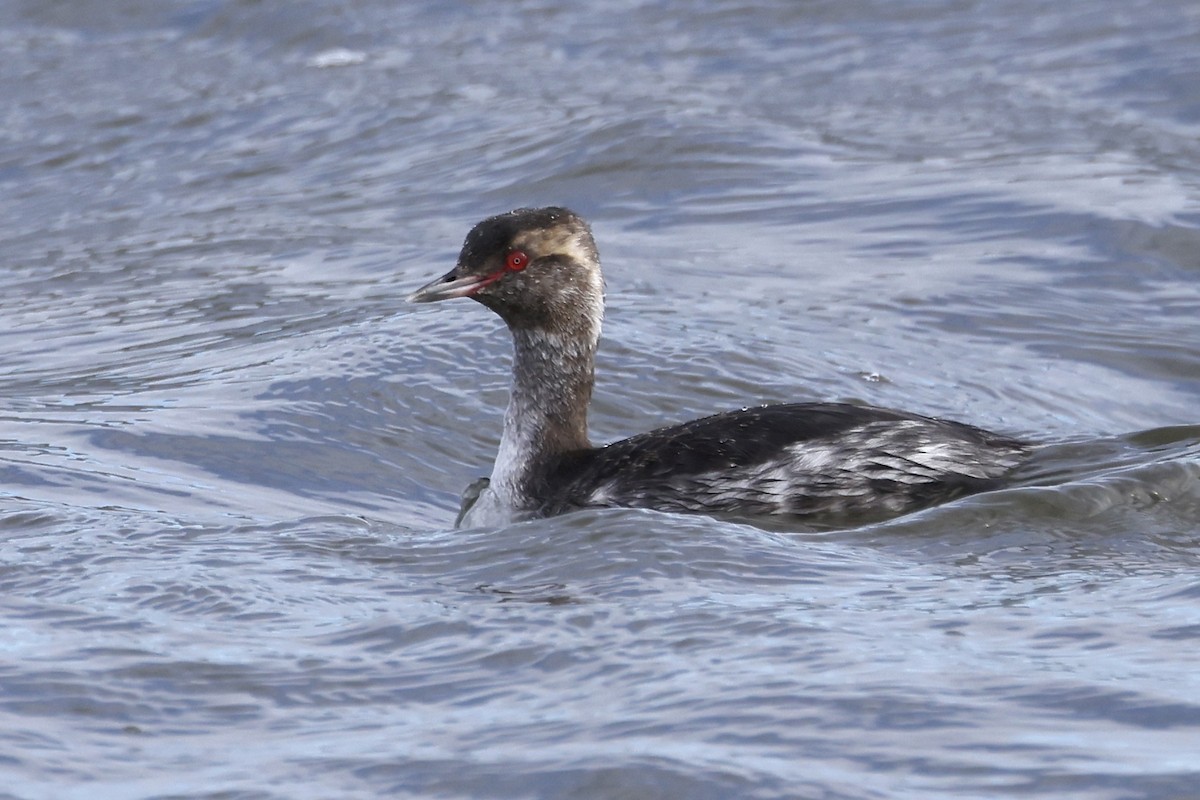 Красношейная поганка - ML647653492