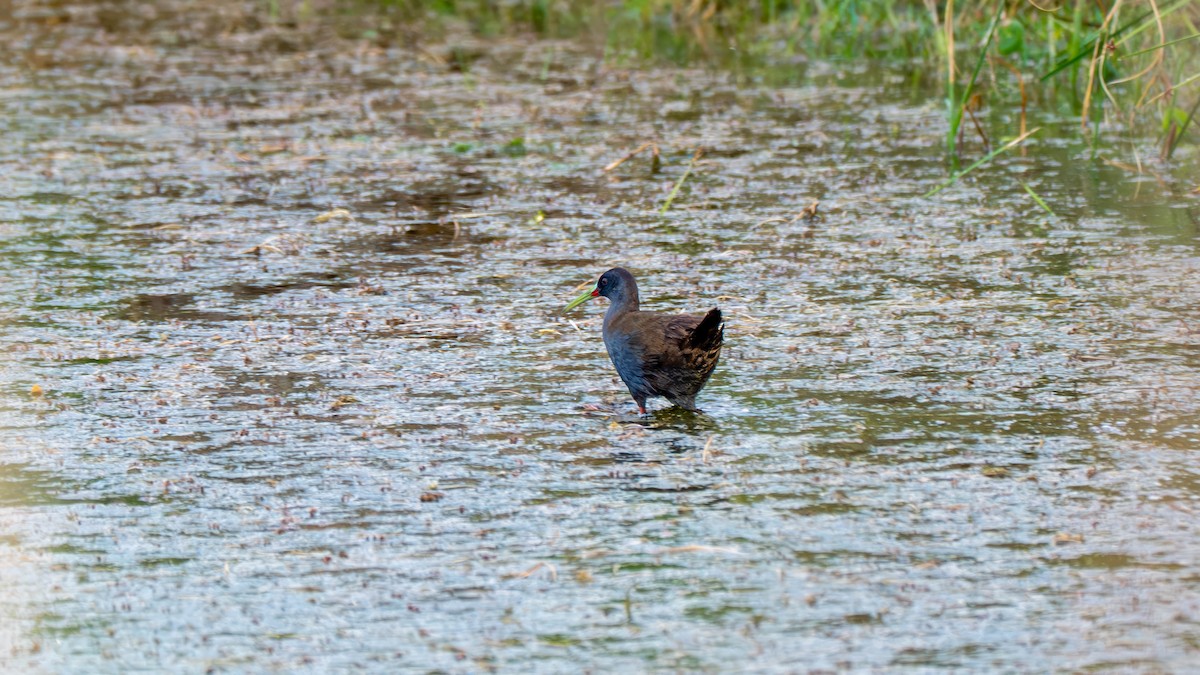 Kurşuni Sukılavuzu - ML647653503