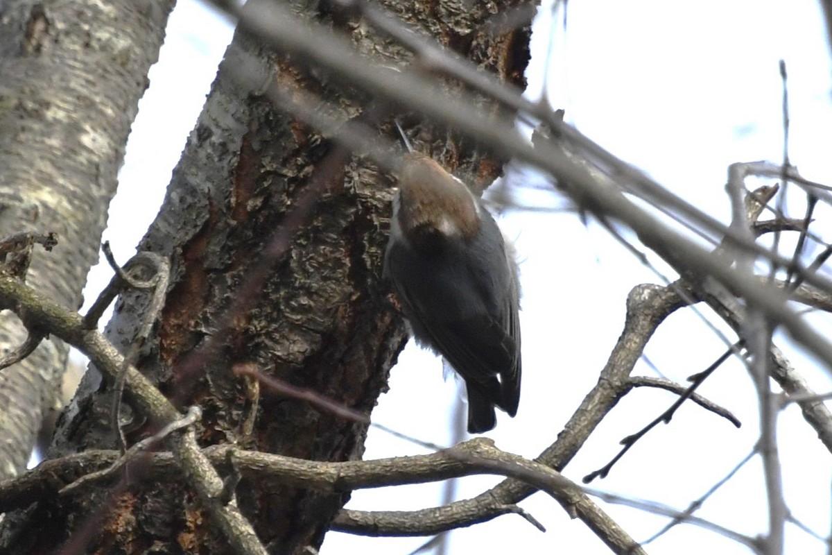 Sittelle à tête brune - ML647653514