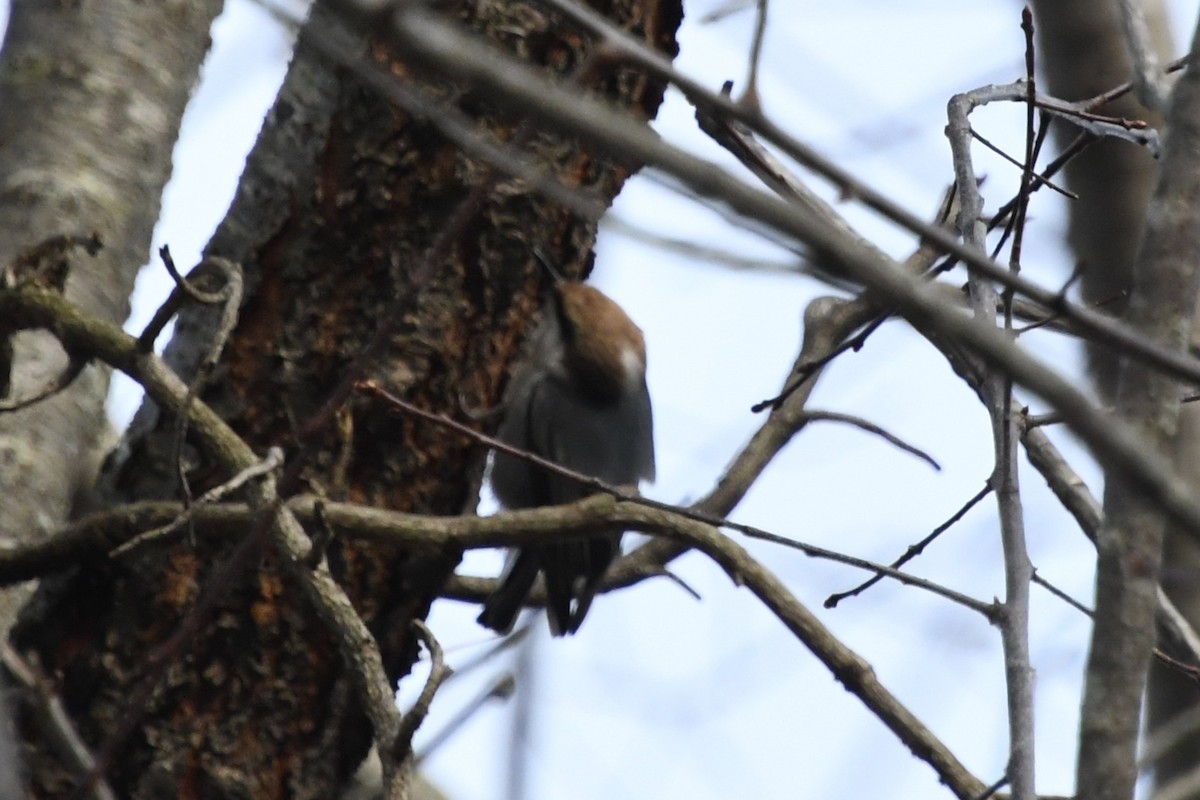 Sittelle à tête brune - ML647653526