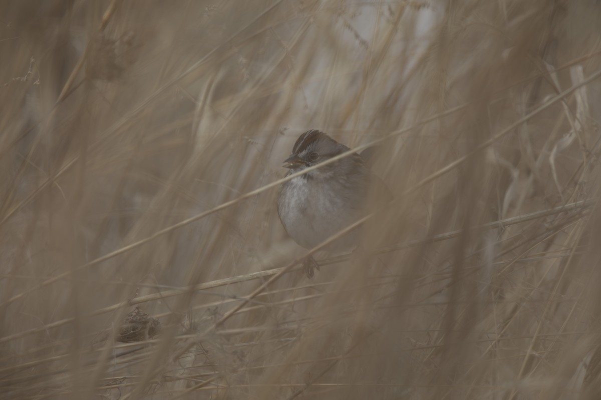 Swamp Sparrow - ML647653537