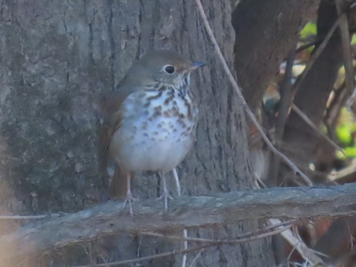 Дрозд-отшельник - ML647653540