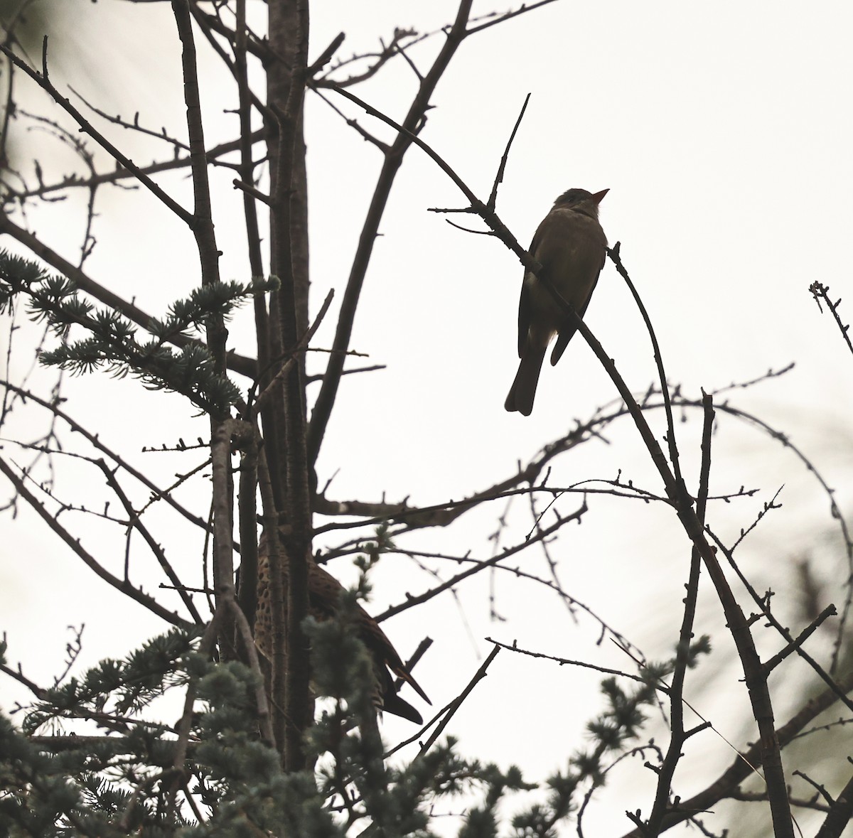 Greater Pewee - ML647653562