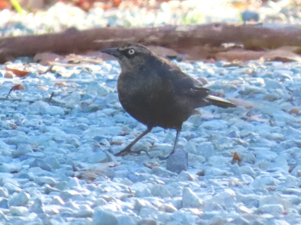 Ржавчатый трупиал - ML647653565