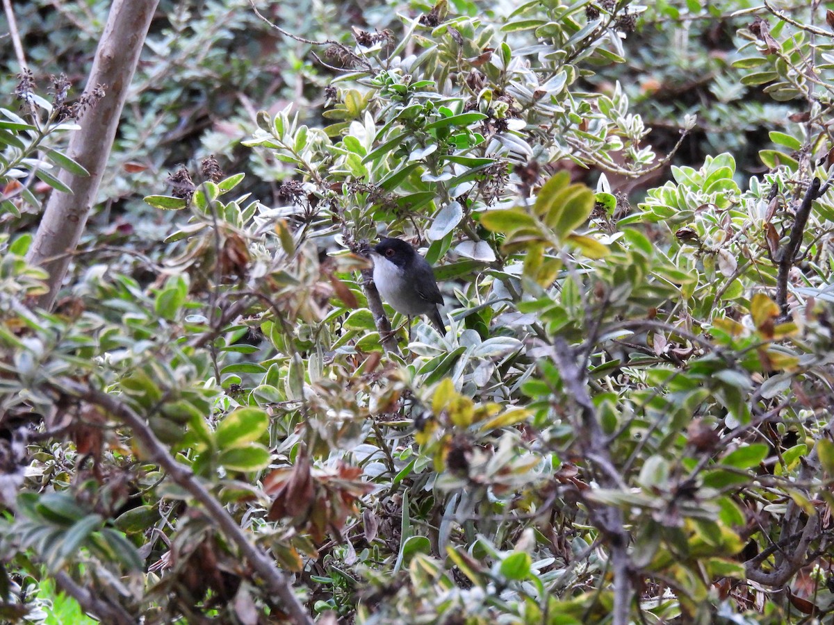 Sardinian Warbler - ML647653569