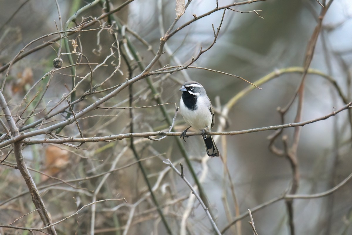 Black-throated Sparrow - ML647653572