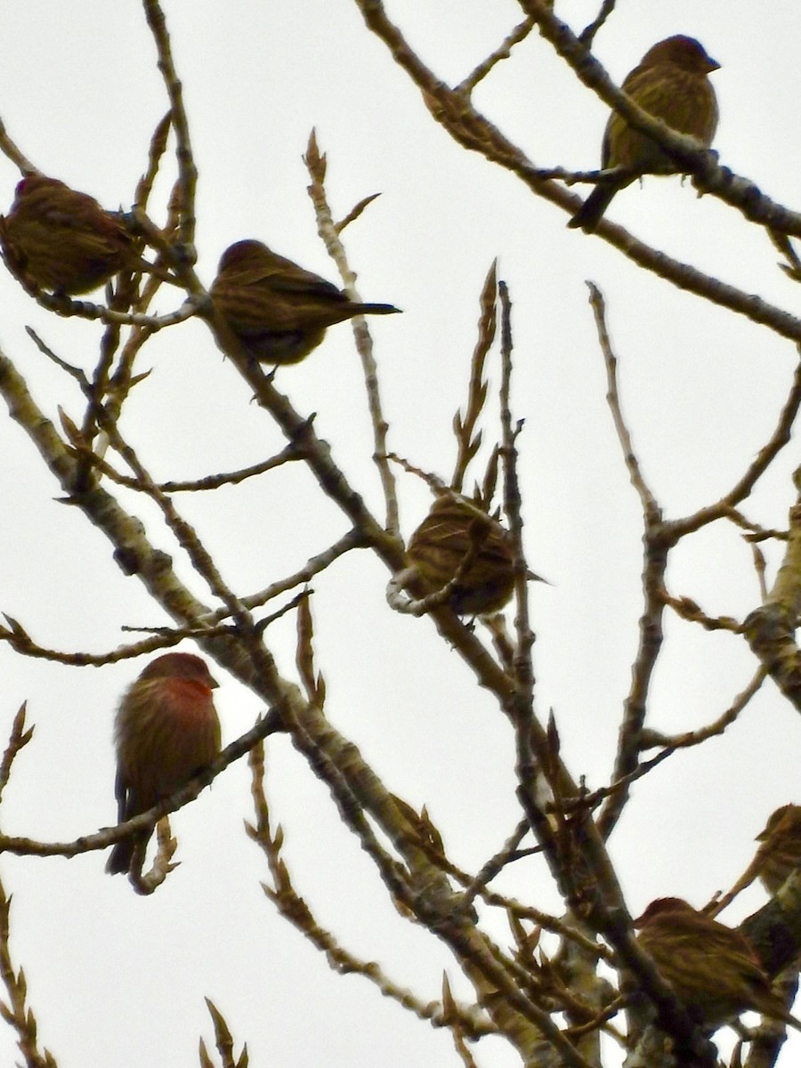 Чечевиця садова - ML647653595