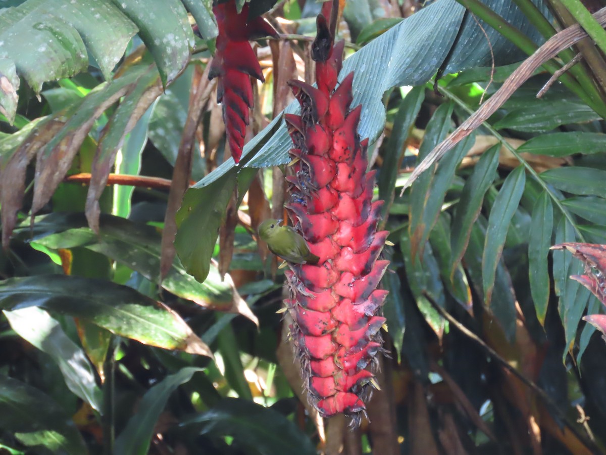 White-collared Manakin - ML647653640