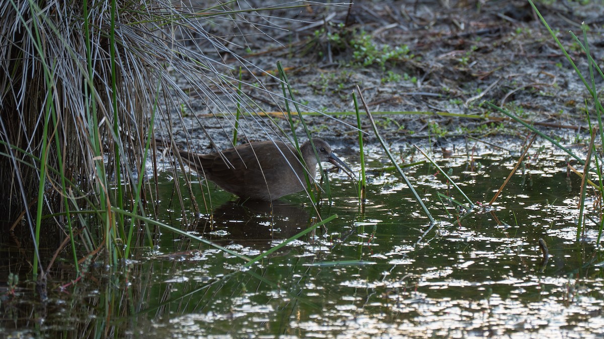 Kurşuni Sukılavuzu - ML647653664